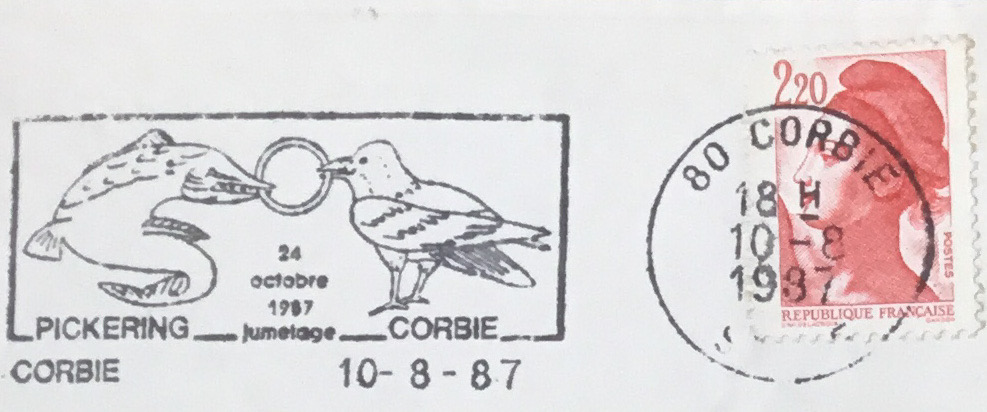 Corbie